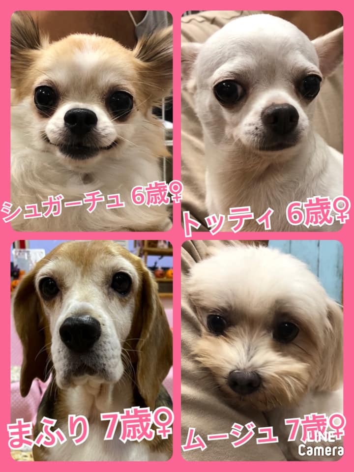 🐾今日の里親様募集中ワンコ🐶メンバーです🐾2021,9,23